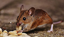 24 Hour & Emergency Exterminators in Dorothy, NJ